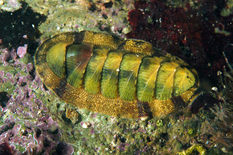 Chiton olivaceus